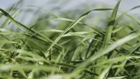 hay-pic.jpg