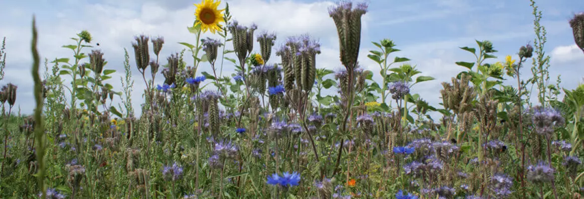 Fiori nel campo