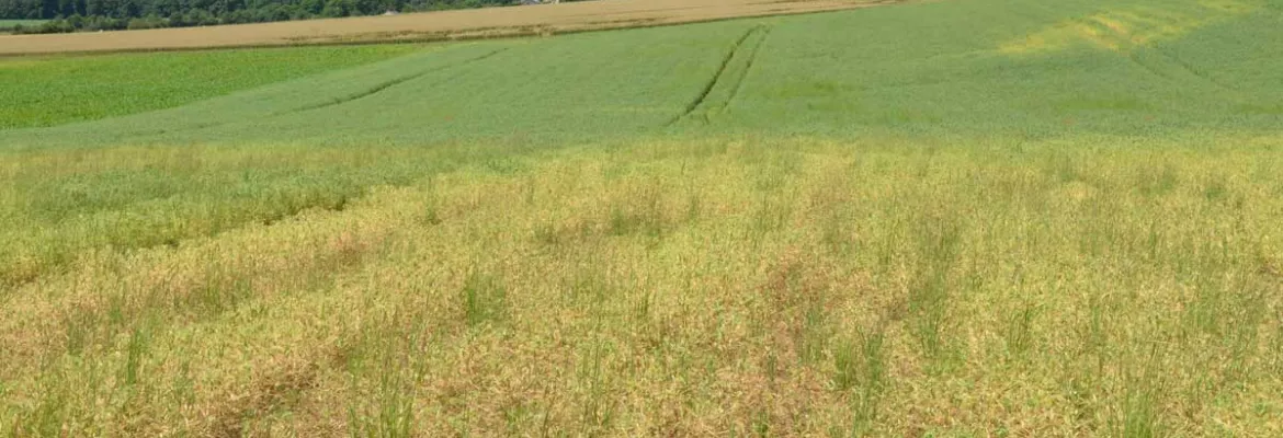 Aphanomyces che colpisce un campo di piselli