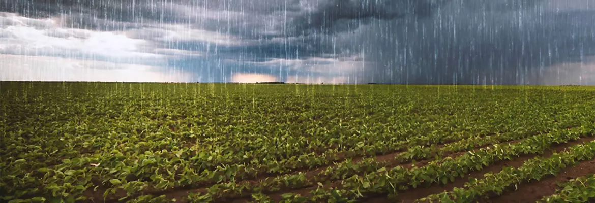 Condizioni di pioggia nitrati nell'acqua di drenaggio