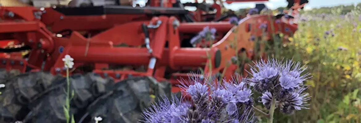 Cover crop e residui