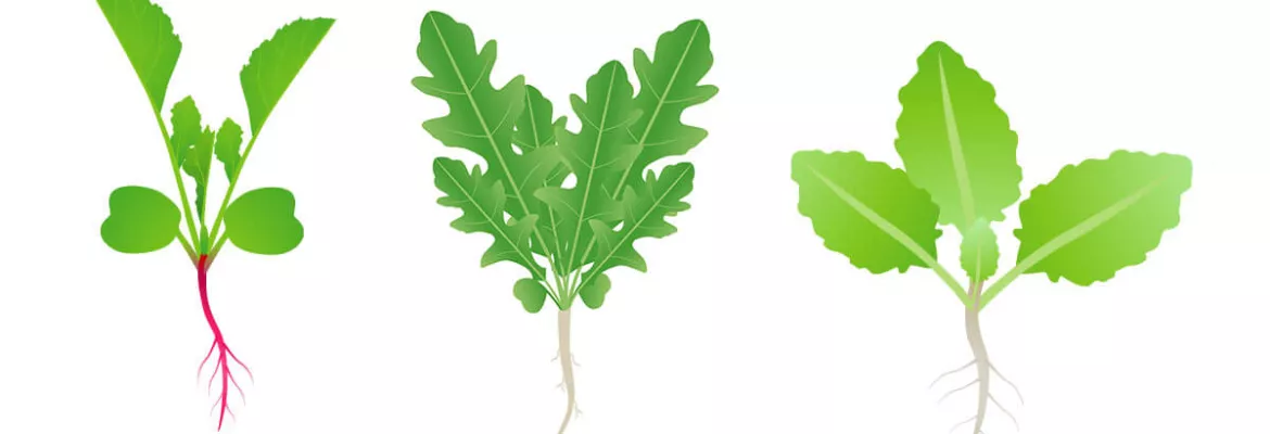 Brassicacee come colture intercalari - ravanello, rucola, cavolo - per la rotazione delle colture