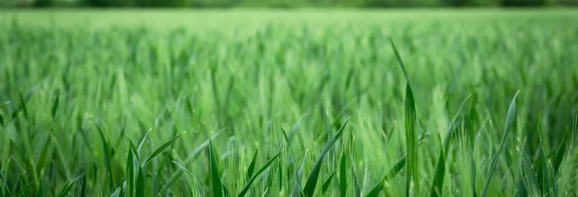 Orzo primaverile - Rotazione delle colture