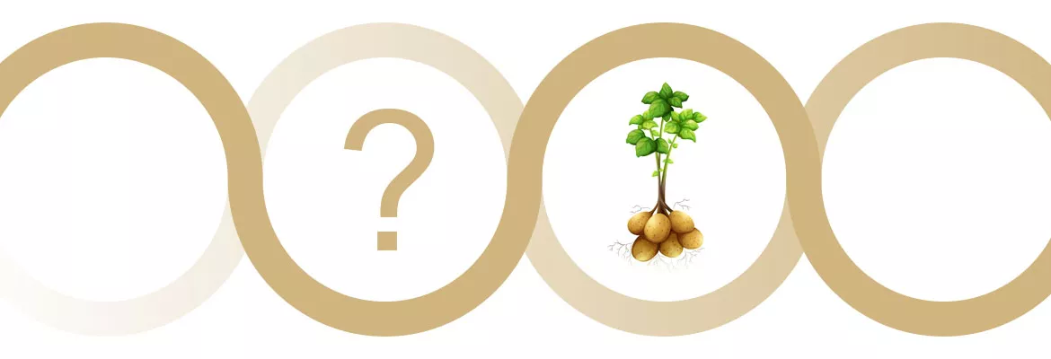 Quale coltura di copertura seminare prima delle patate - Rotazione colture