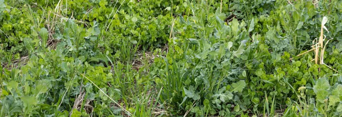 Miscela di colture di copertura in primavera