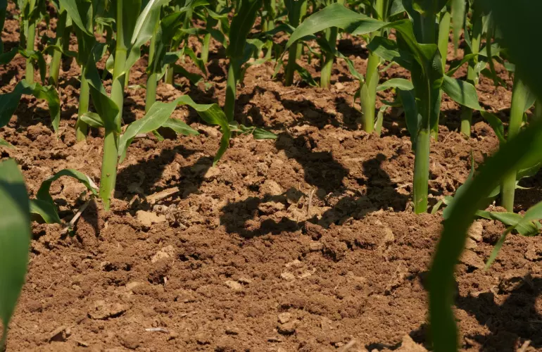 Mechanical Weeding 2