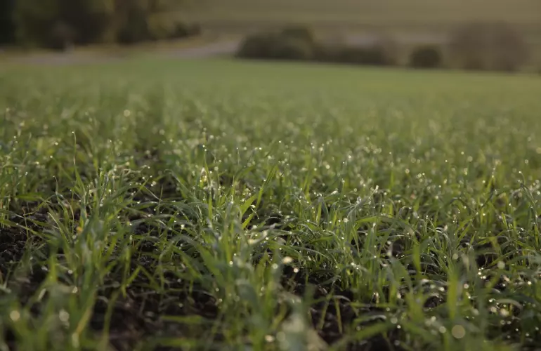 Mechanical Weeding 3