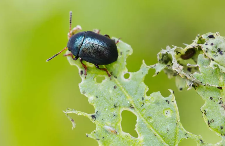 Phyllotreta vittula