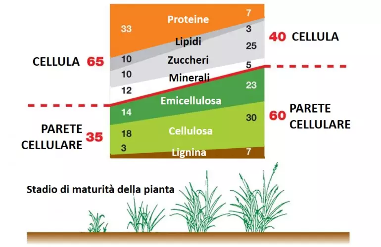Struttura pianta in evoluzione