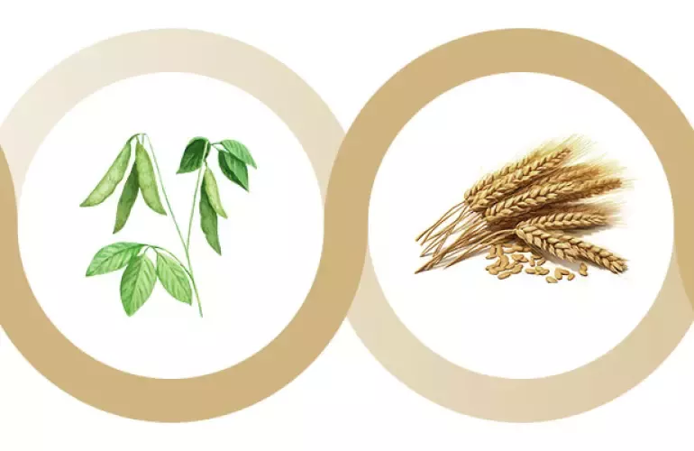 coltura intermedia di pisello dopo il frumento