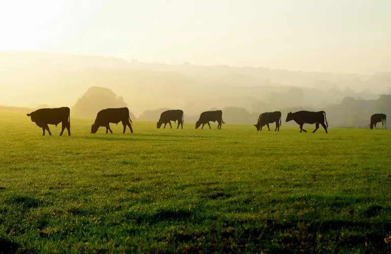 coltura intercalare per pascolo