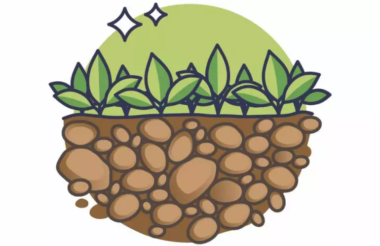 le colture di copertura aiutano a migliorare la qualità dell'aria in modo sostenibile come pratica agricola