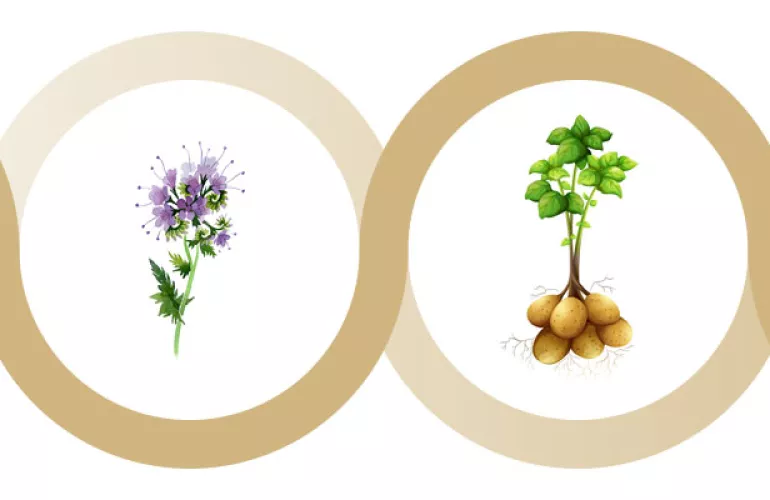 Facelia coltura di copertura prima di piantare le patate