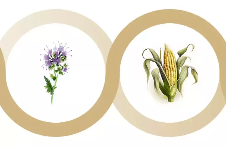 Pianta di facelia utilizzata come coltura intermedia prima del mais