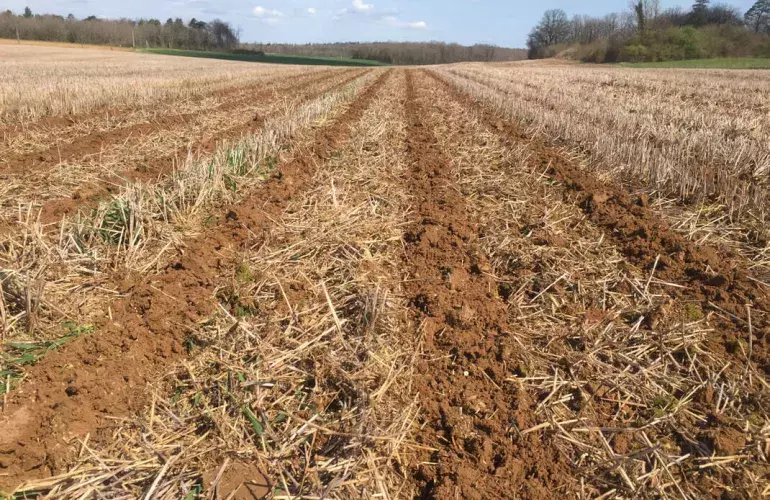 Strip till terreno argilloso
