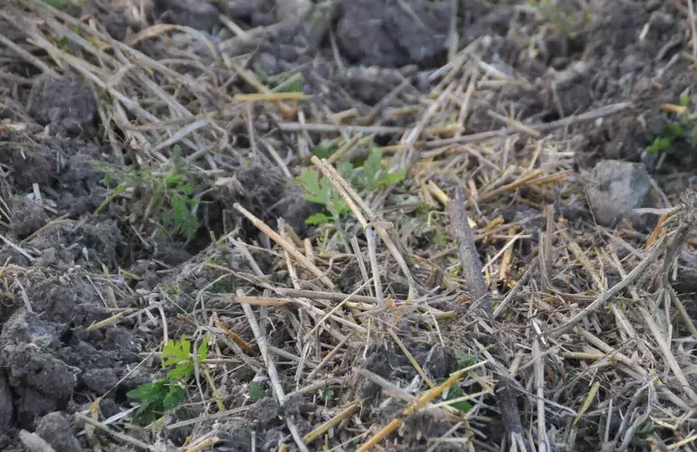 Tecnica di lavorazione minima del letto di semina