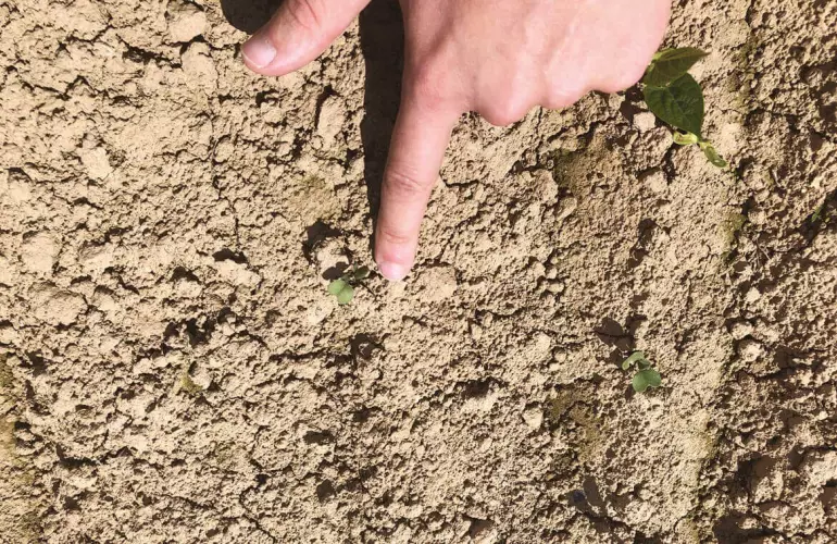 young weeds popping out of the soil
