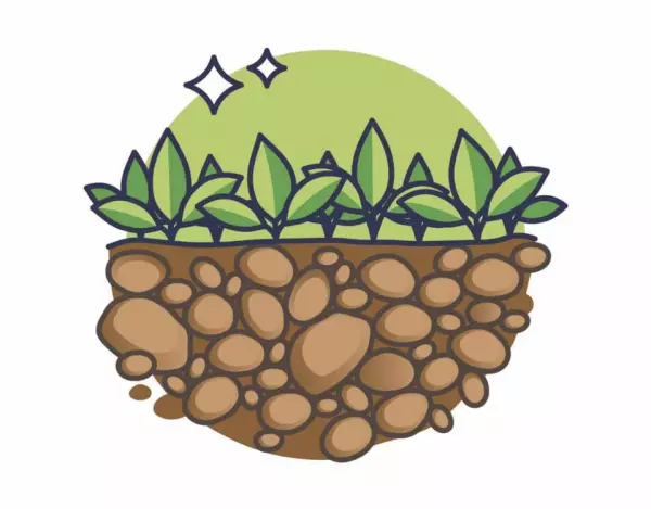 le colture di copertura aiutano a migliorare la qualità dell'aria in modo sostenibile come pratica agricola