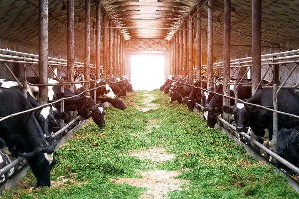 Colture intermedie per alimentazione bestiame
