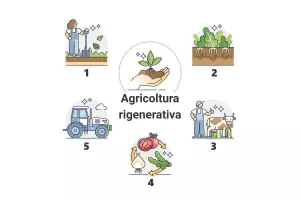 Schema dei 5 principi dell'agricoltura rigenerativa