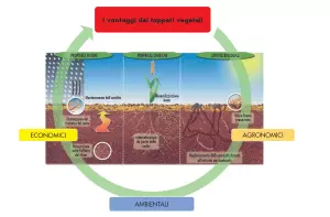 Vantaggi semina cover crop