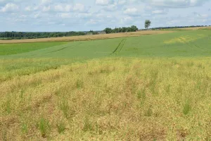Aphanomyces che colpisce un campo di piselli