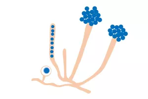 Illustrazione scientifica aphanomyces