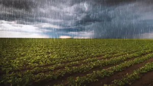 Nitrati nell'acqua di drenaggio in condizioni di pioggia