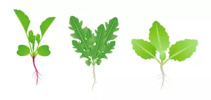 Brassicacee come colture intercalari - ravanello, rucola, cavolo - per la rotazione delle colture