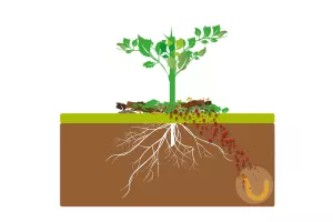 esempio di beneficio della biofumigazione illustrazione scientifica