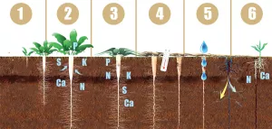 Lavorazione del terreno e ciclo vitale del ravanello