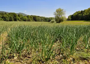 onion crop with hedges in background for sustainable agriculture