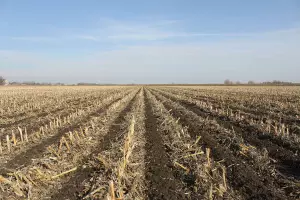 strip till operazioni in campo