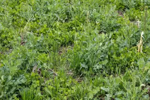 una miscela di colture di copertura (cover crop) in primavera