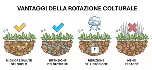 Benefici e vantaggi delle cover crop