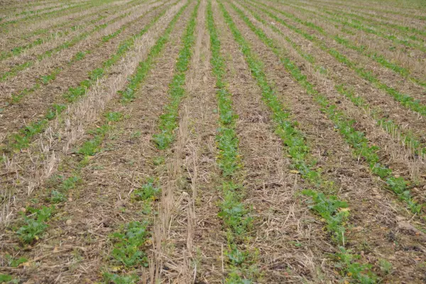 Molti parametri vengono presi in considerazione per il successo delle coltivazioni con la tecnica Strip-Till