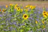 La facelia e il girasole possono essere utilizzati come colture intercalari