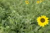 Cover crop girasole