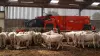 SPW Power durante la distribuzione della razione per bovini da ingrasso